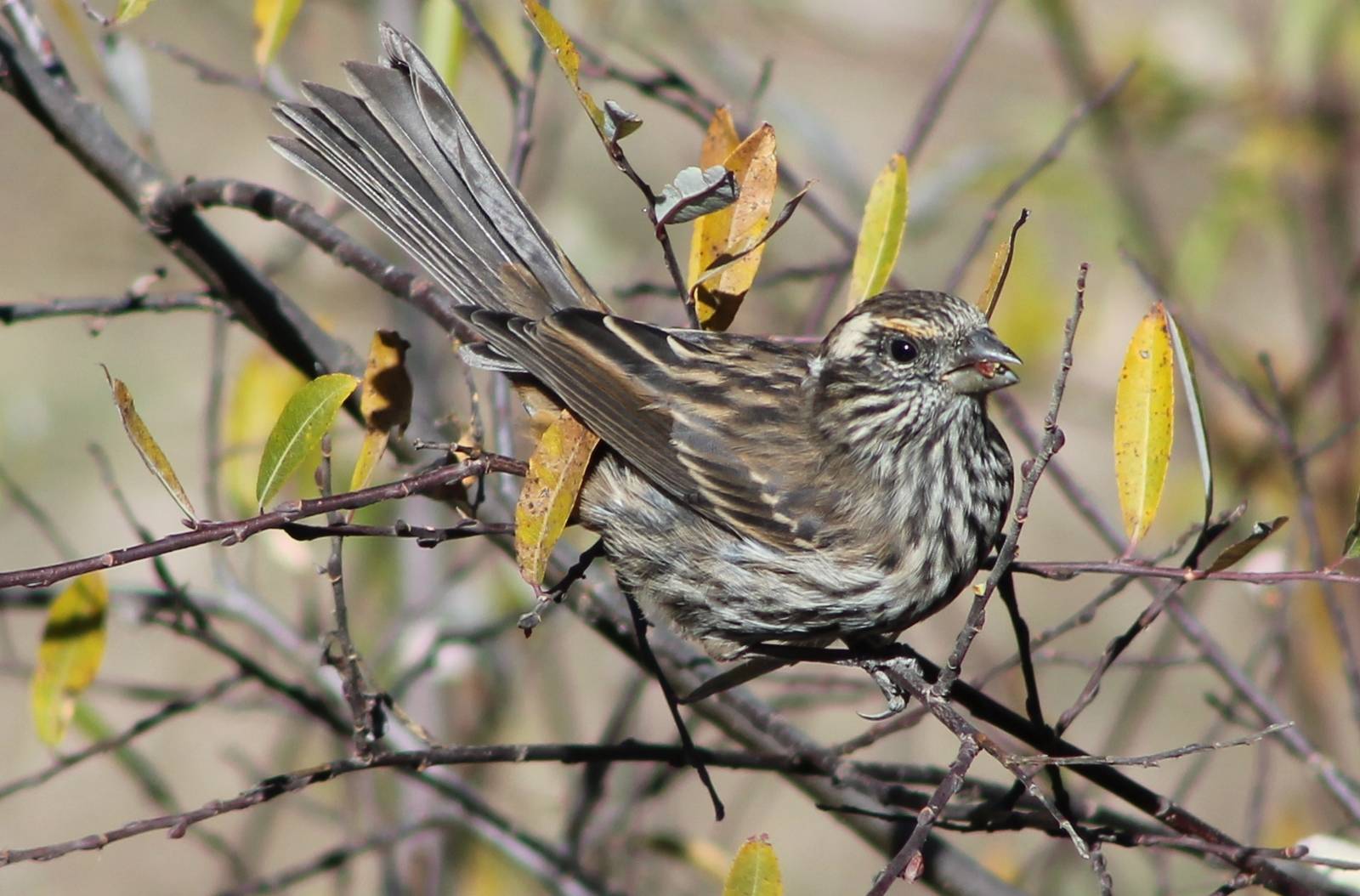 female White-browed Rosefinch (Carpodacus thura