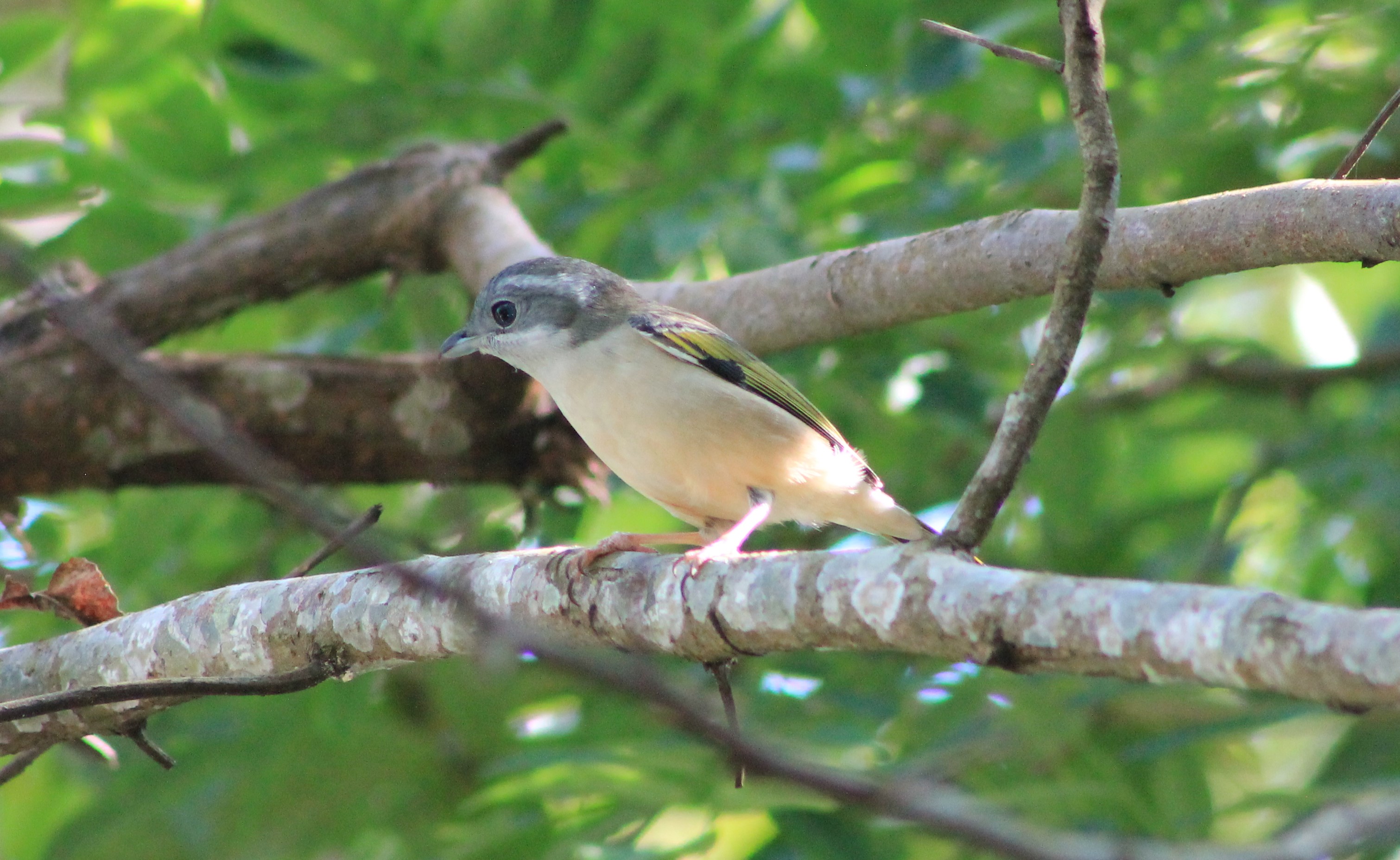 Female White-browed Shrike-Babbler (Pteruthius aeralatus)