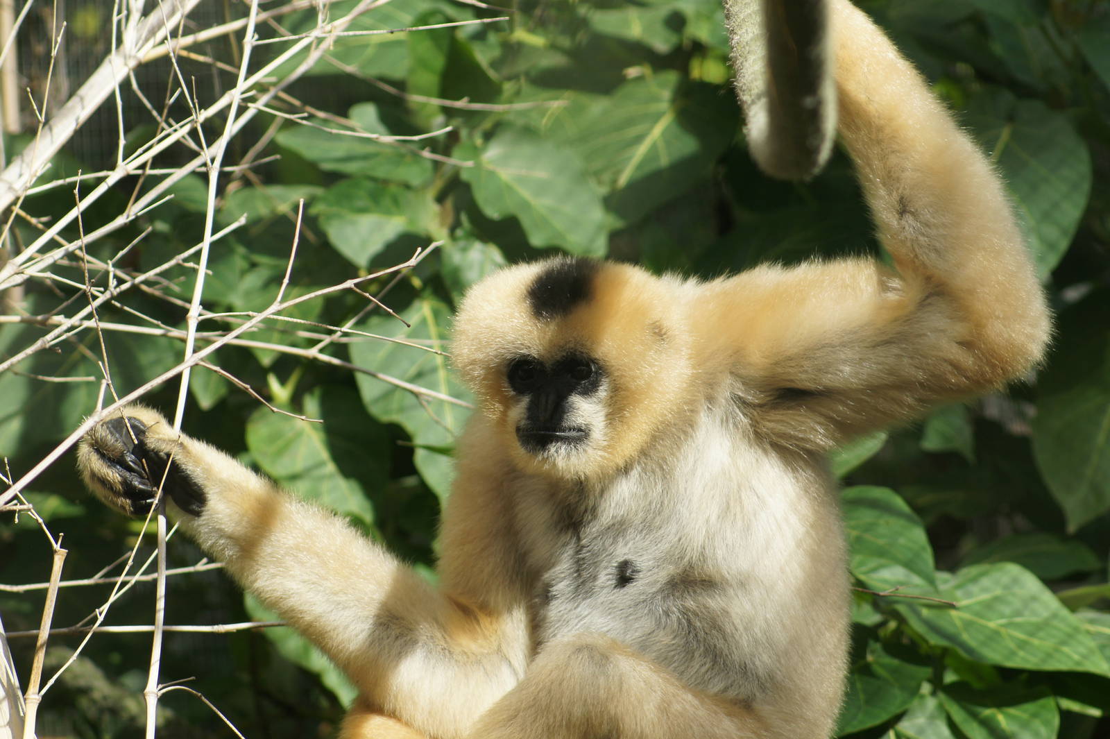 Female White Cheecked Gibbon