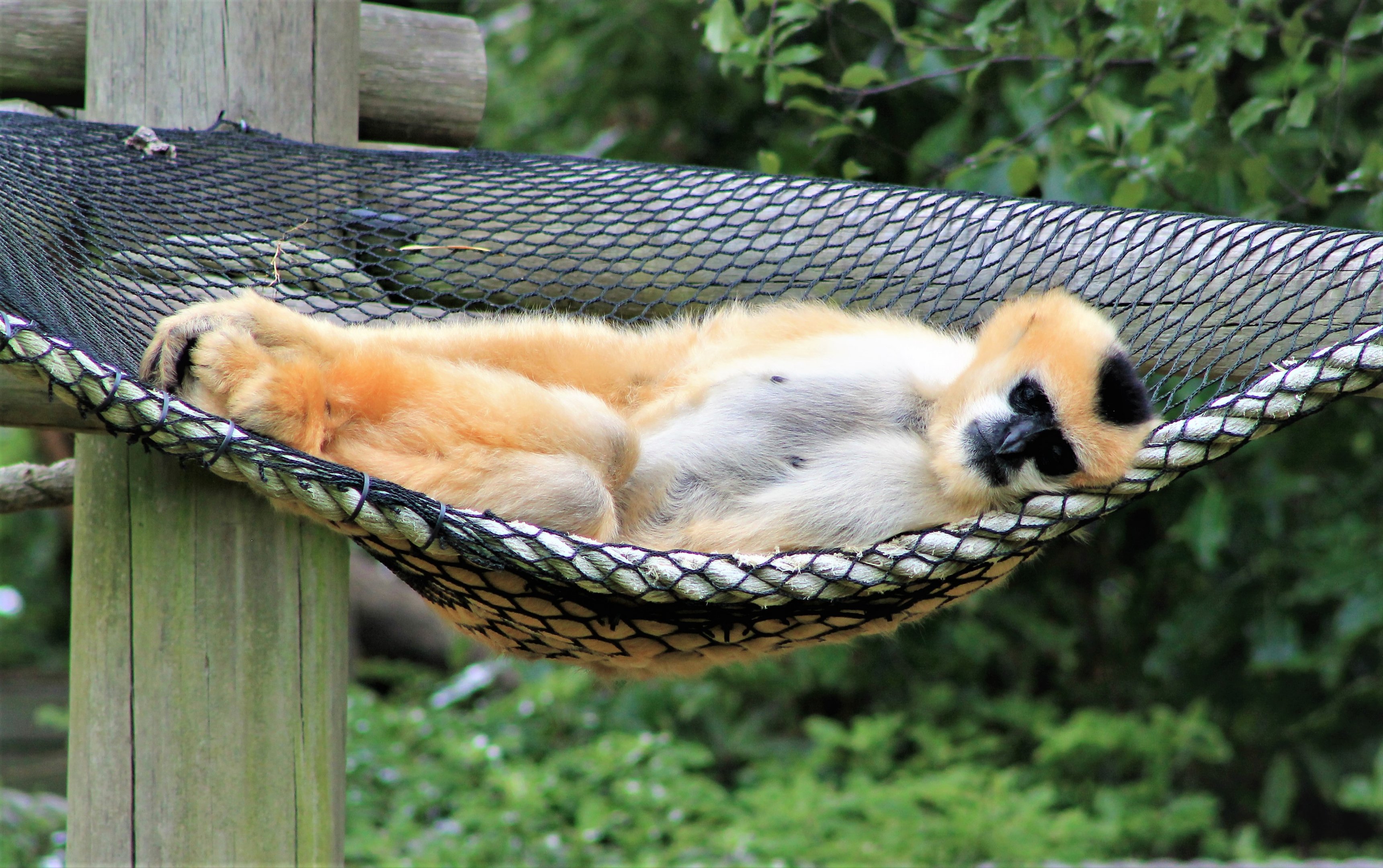 female White-cheeked Gibbon (Nomascus leucogenys)