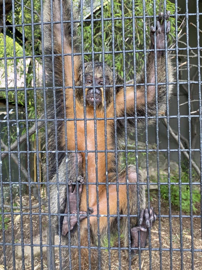 Female White-Faced Saki 01 - Bronx Zoo