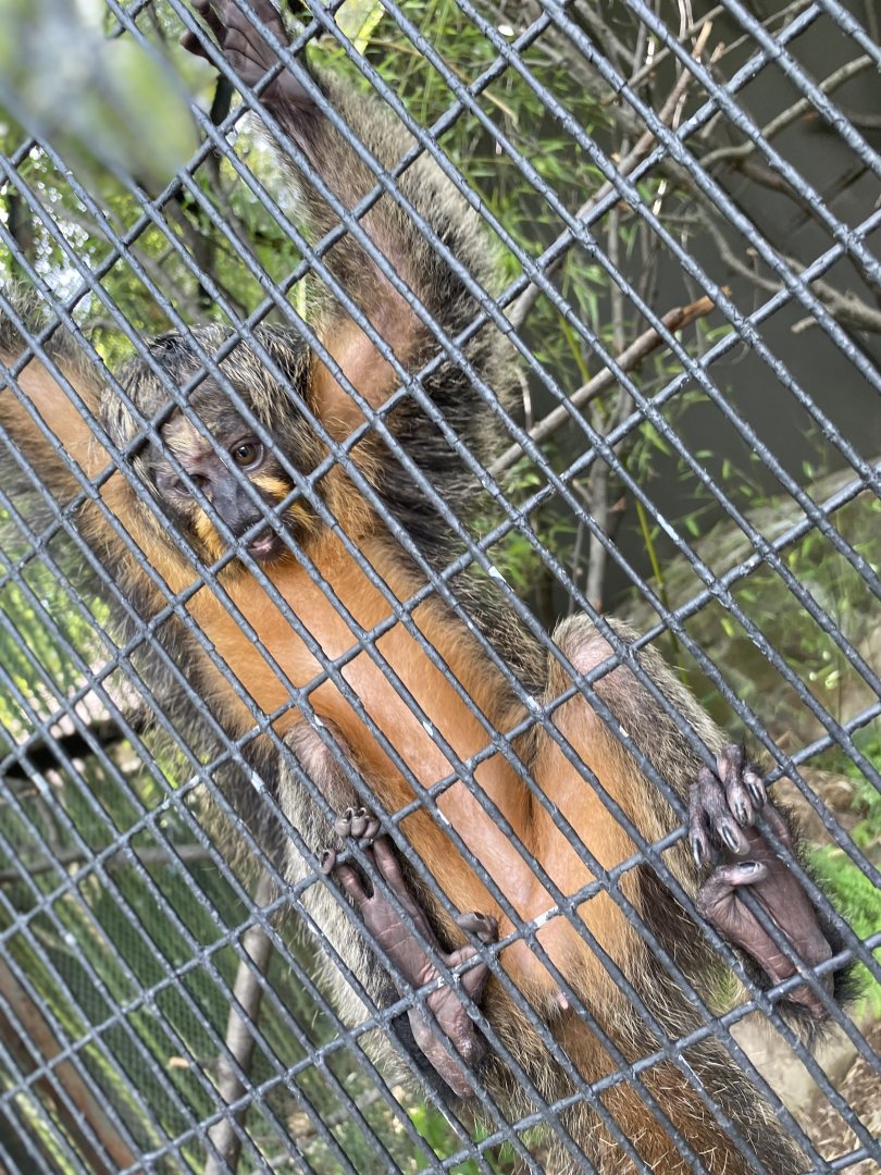 Female White-Faced Saki 02 - Bronx Zoo
