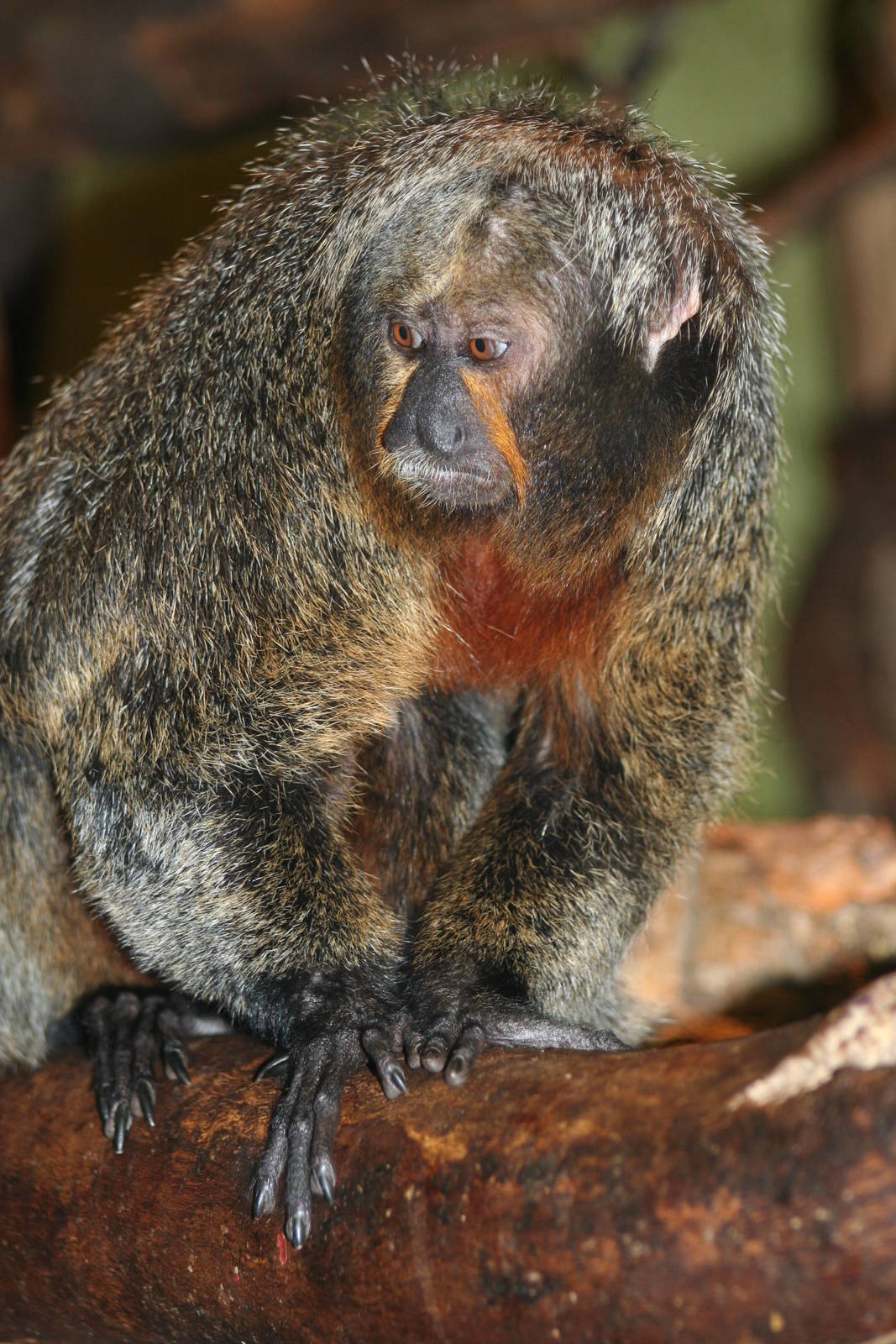 Female White-faced Saki @ Edinburgh; 17.10.2010