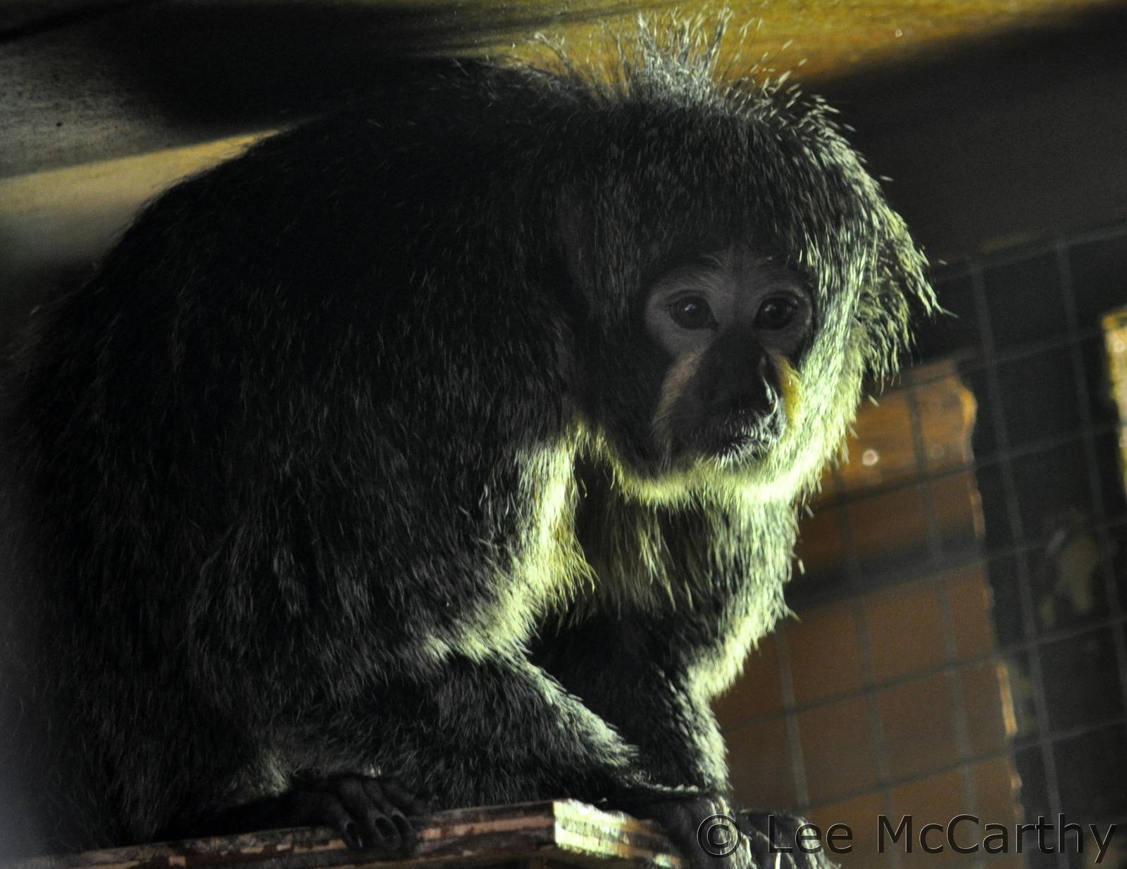 Female White Faced Saki Monkey