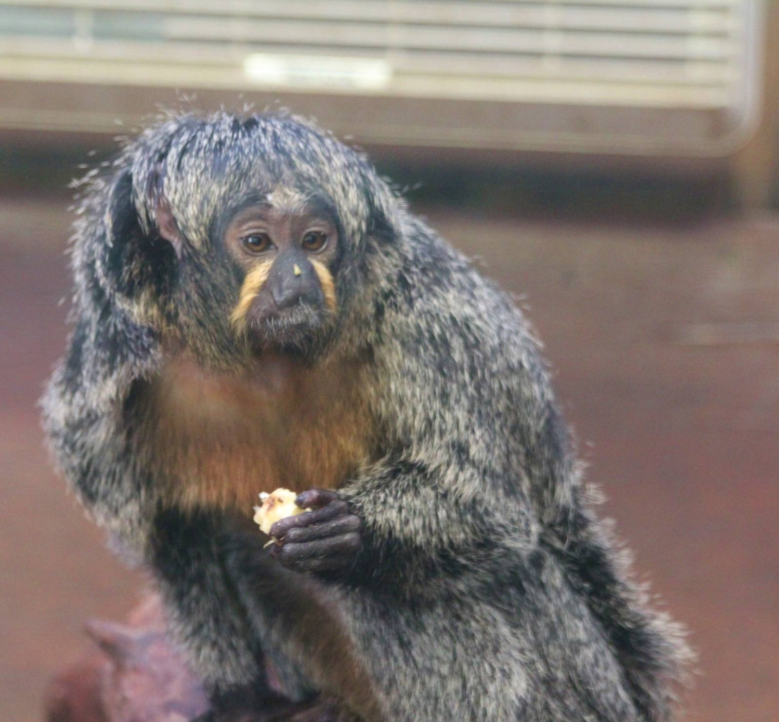 Female White Faced Saki Monkey