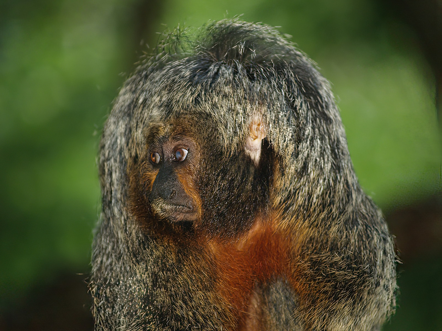 Female White-faced saki (Pithecia pithecia), 2007-09-16