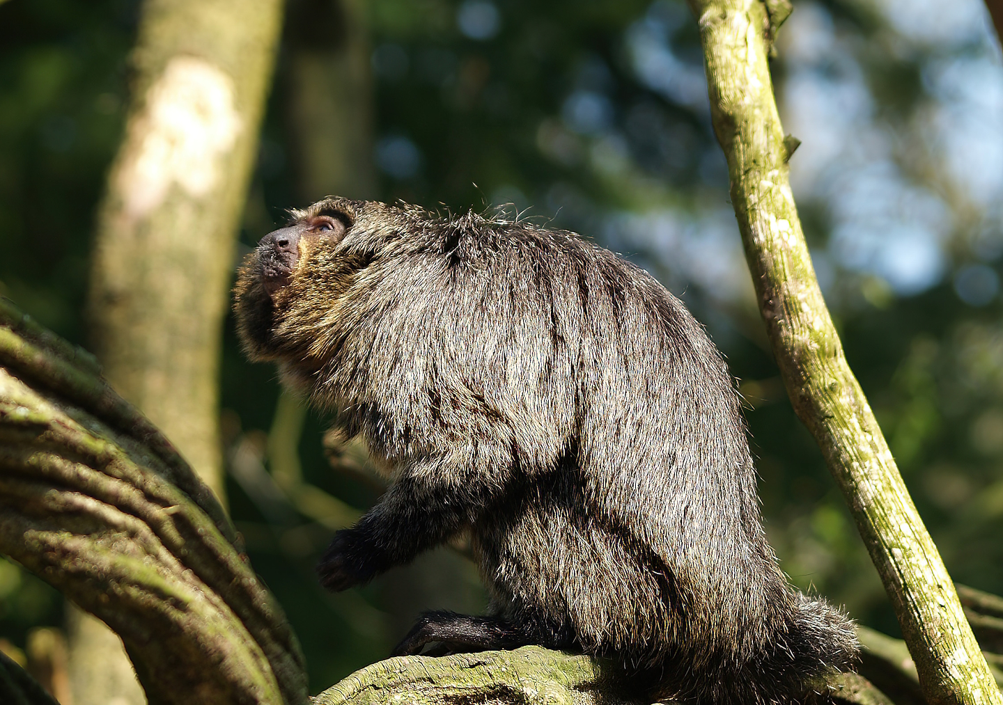 Female White-faced saki (Pithecia pithecia), 2010-04-18