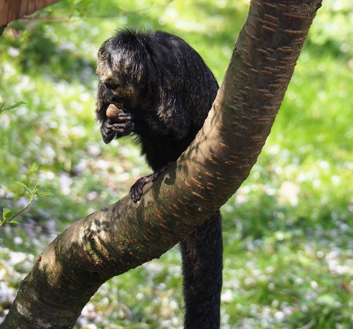 Female white-faced saki (Pithecia pithecia), 2019-03-30