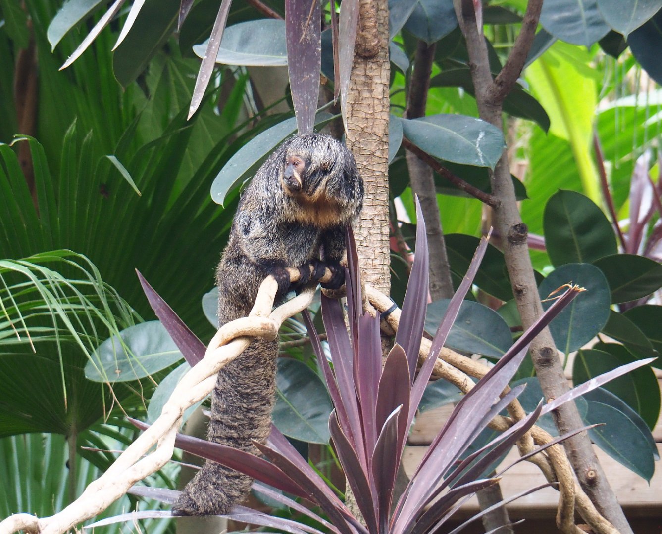 Female White-faced saki (Pithecia pithecia), 2019-10-05
