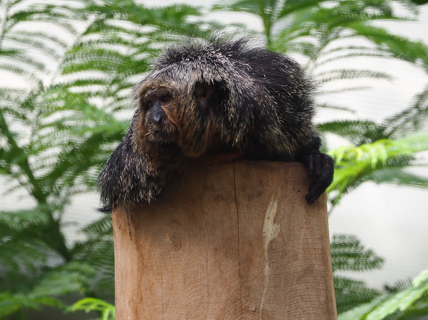 Female White-faced saki (Pithecia pithecia), 2021-09-03