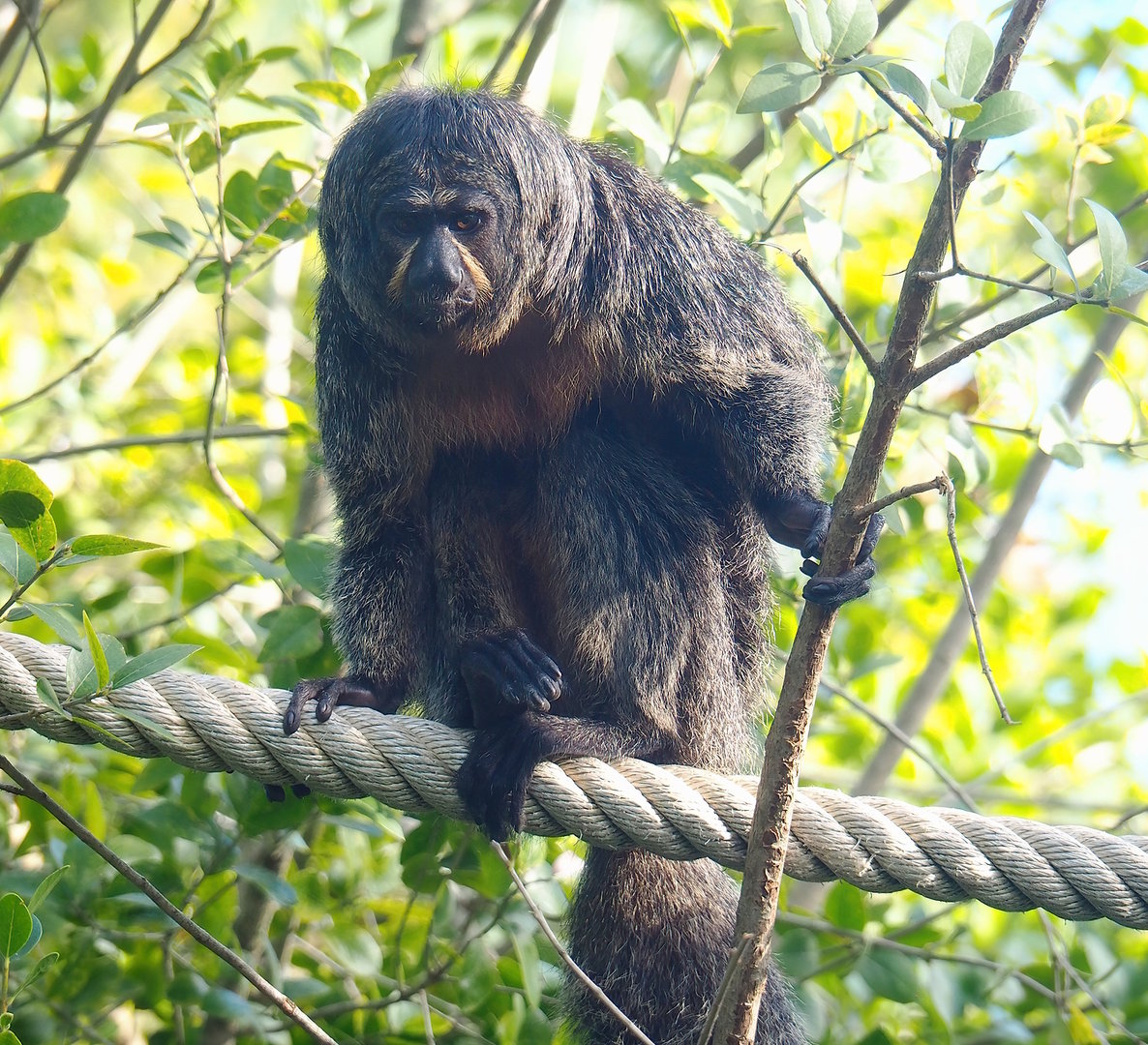 Female White-faced saki (Pithecia pithecia), 2022-08-28
