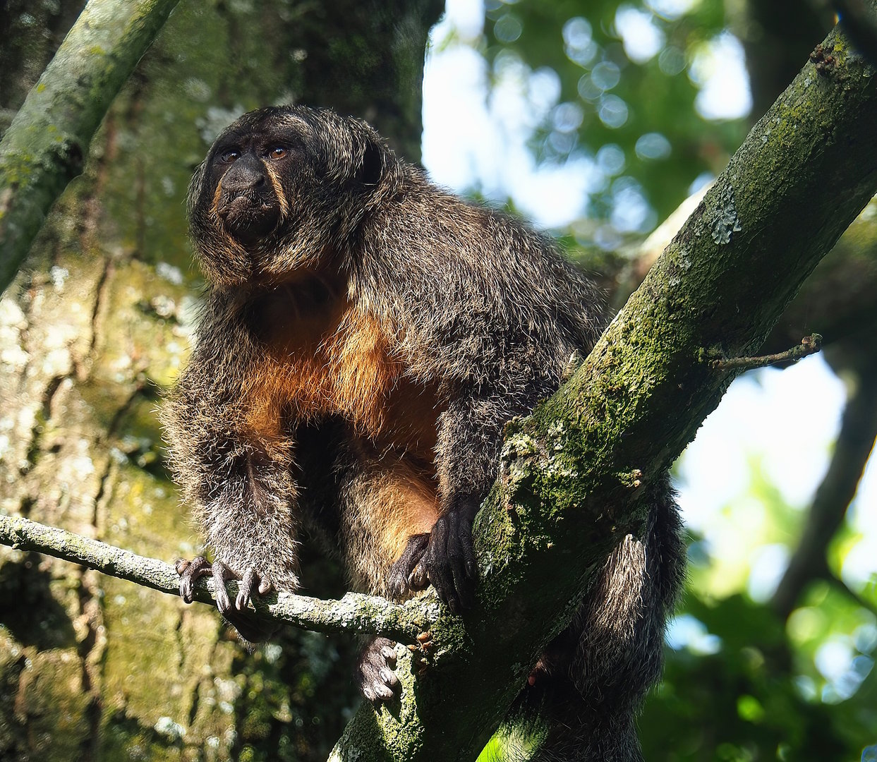 Female White-faced saki (Pithecia pithecia), 2022-08-28