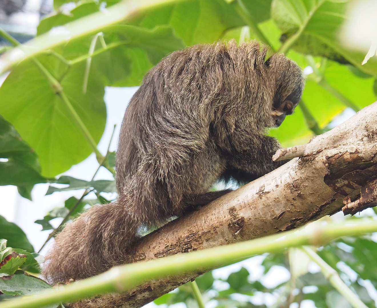 Female White-faced saki (Pithecia pithecia), 2022-10-09