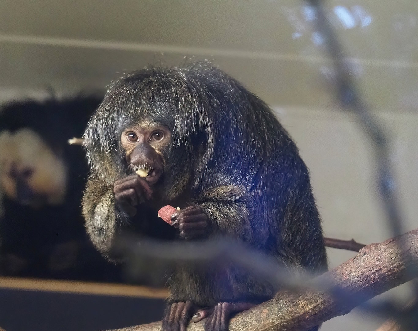 Female White-faced saki (Pithecia pithecia), 2022-10-19