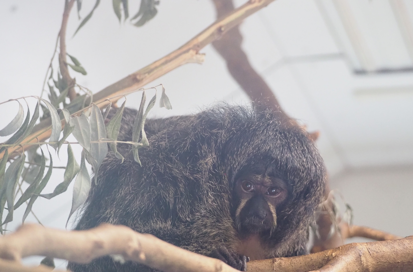 Female White-faced saki (Pithecia pithecia), 2023-07-18