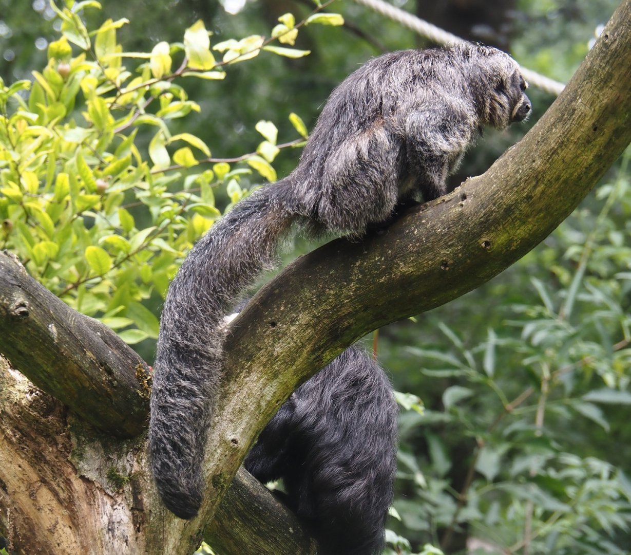 Female White-faced saki (Pithecia pithecia), 2024-08-18