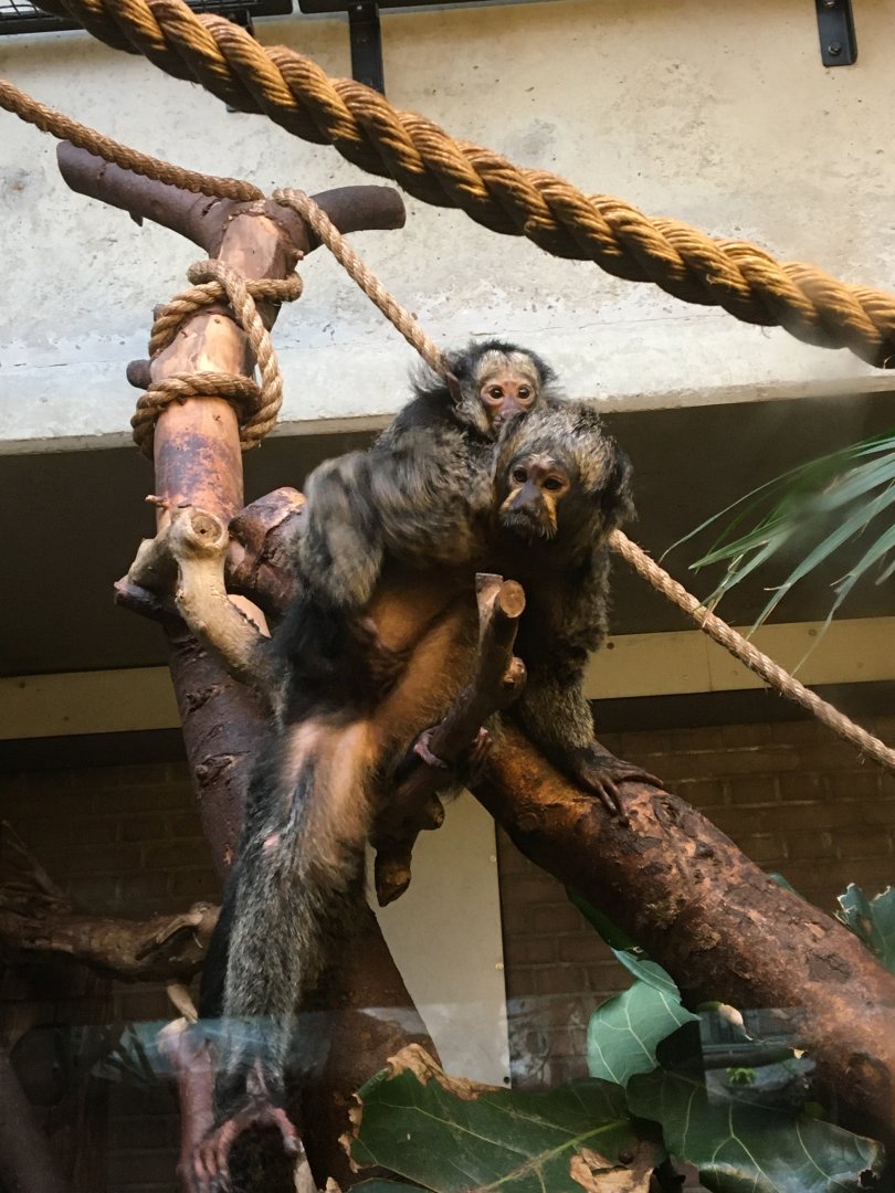 Female white-faced saki (Pithecia pithecia) with young.