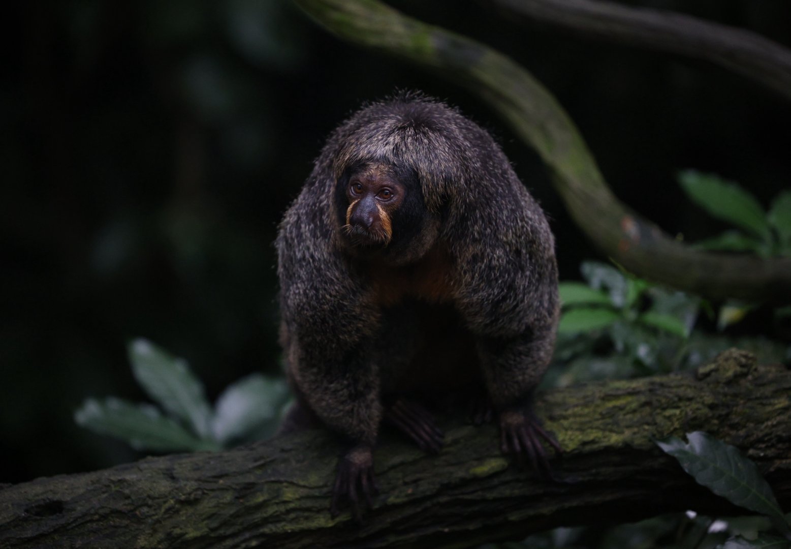 Female White-Faced Saki (Pithecia Pithecia)