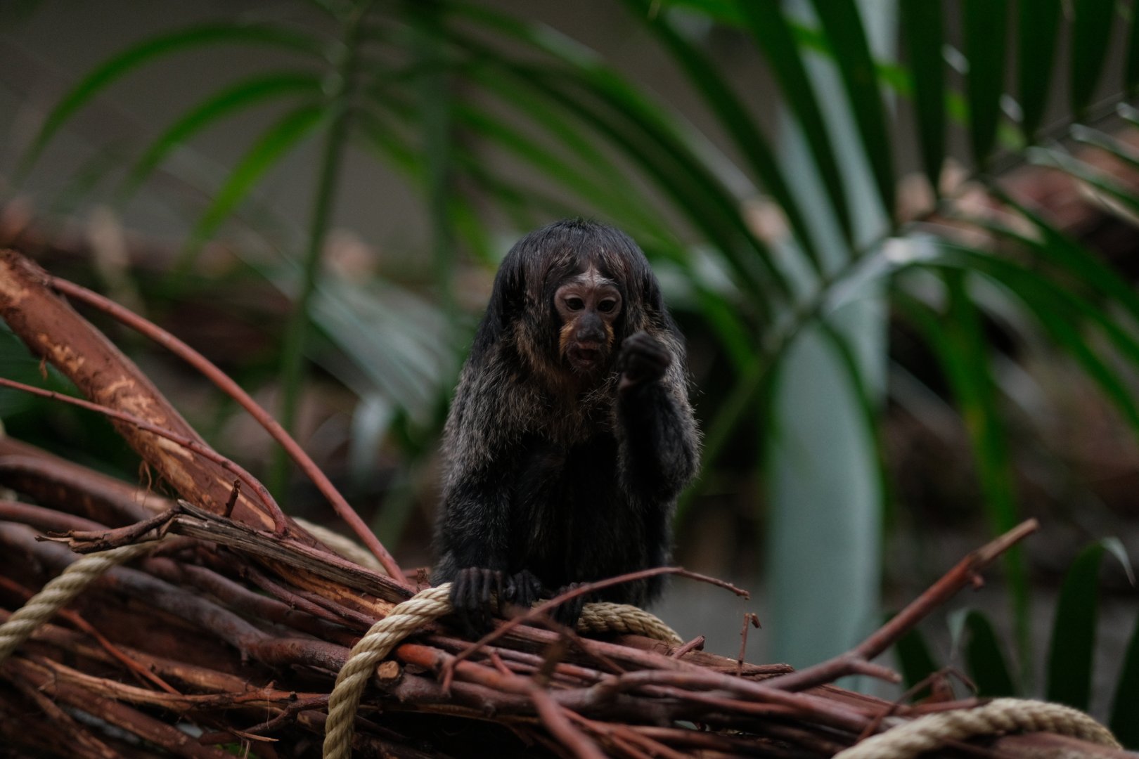 Female White-faced Saki (Pithecia pithecia)