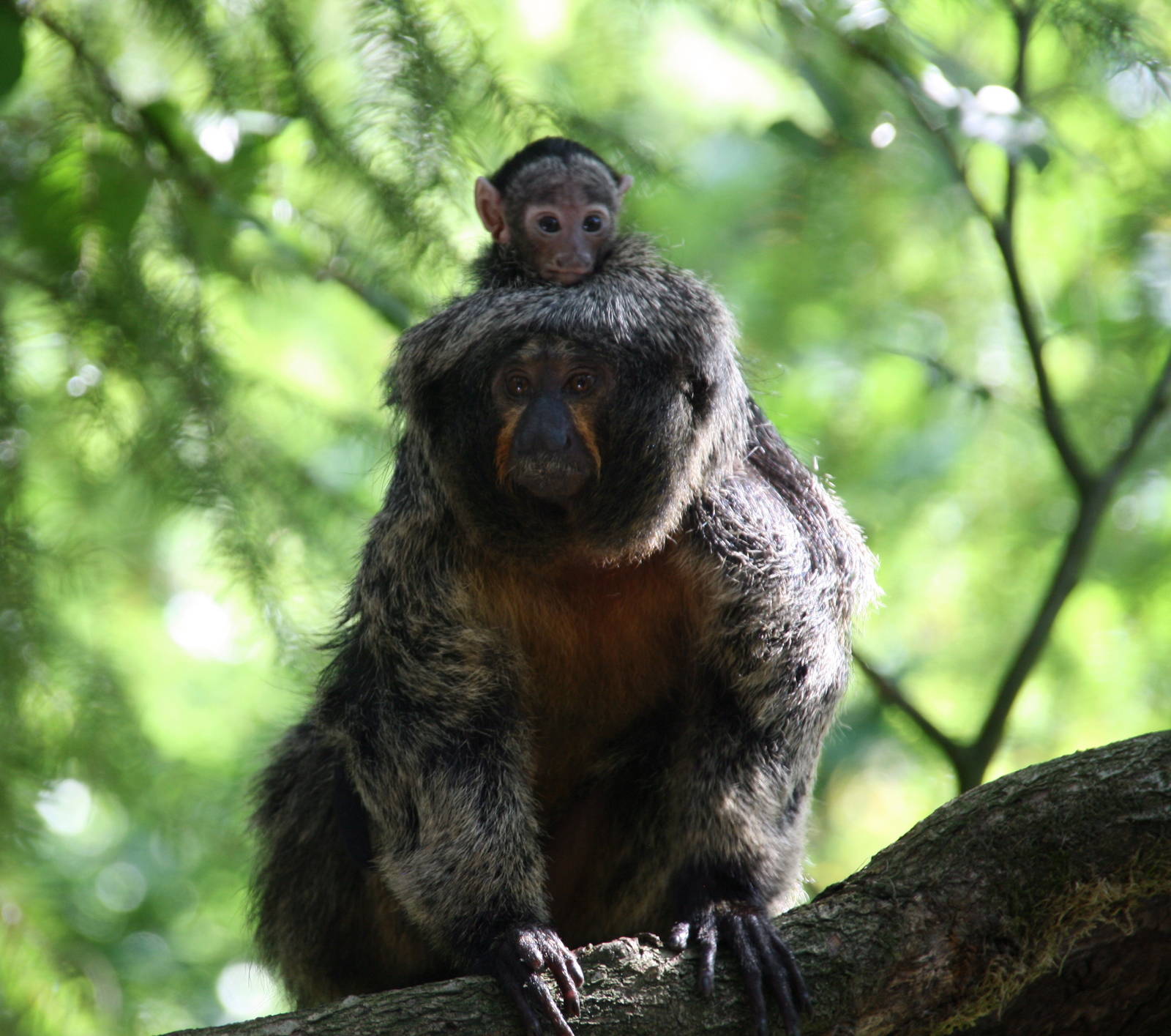 female White-faced saki whit a baby