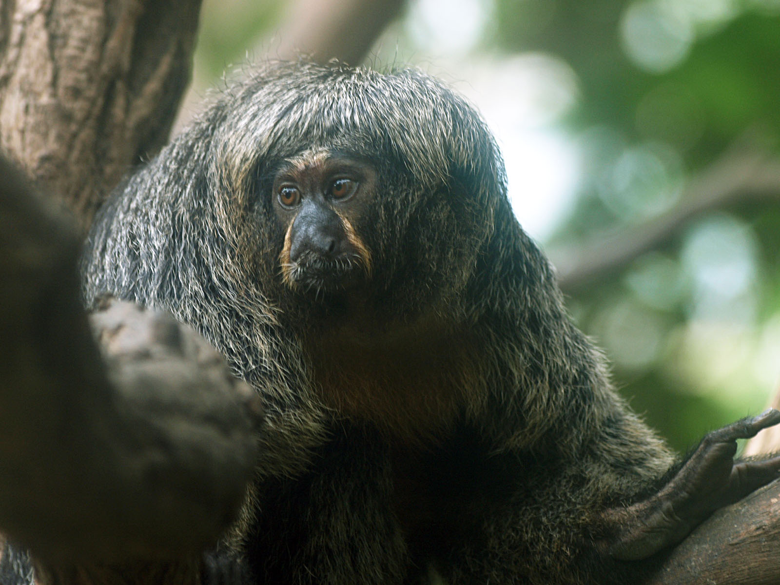 Female White-faced saki