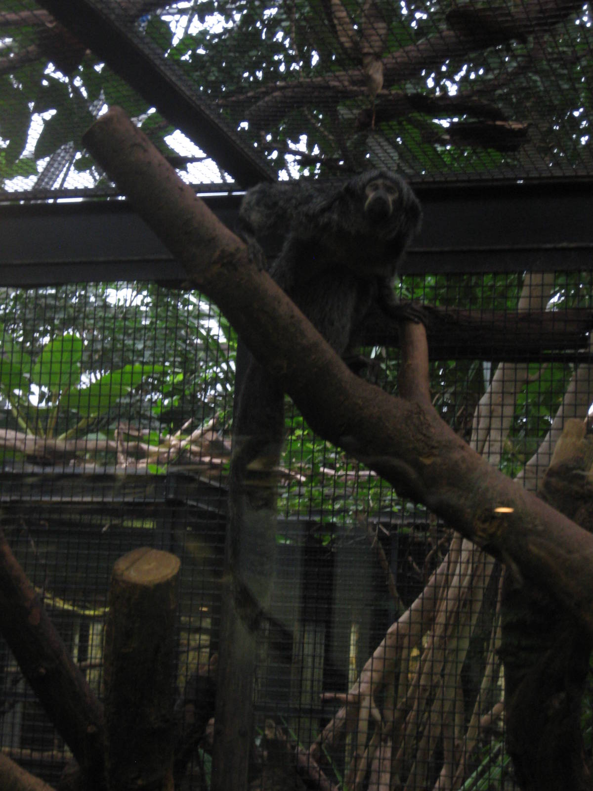 Female white-faced saki
