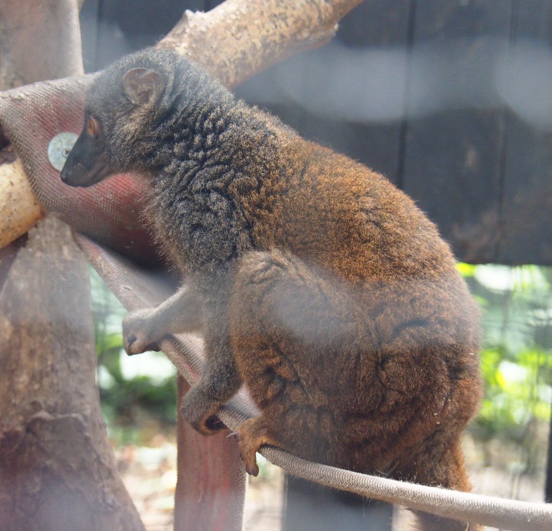 Female white-fronted lemur (Eulemur albifrons), 2020-06-20