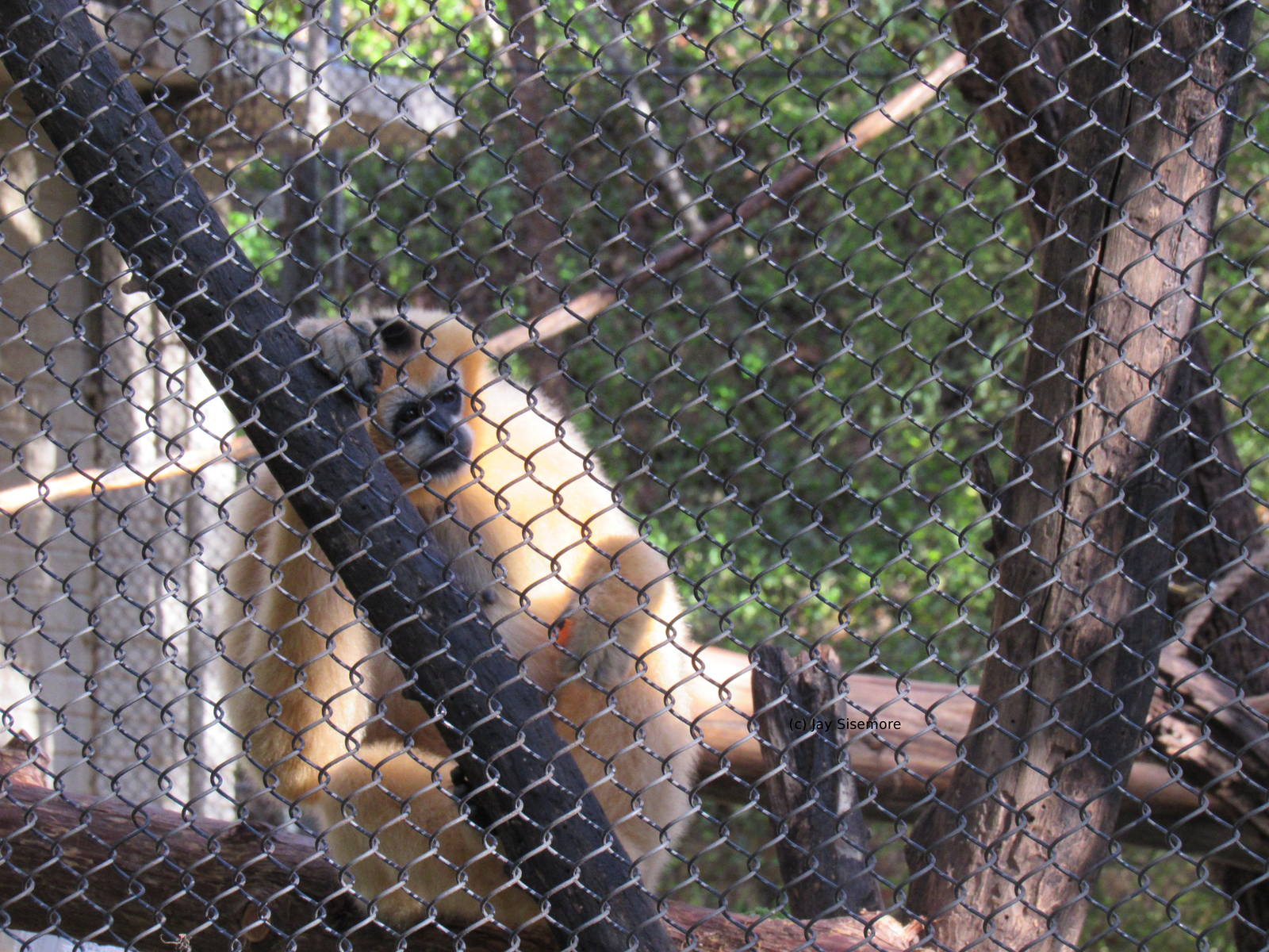 Female White Handed Gibbon