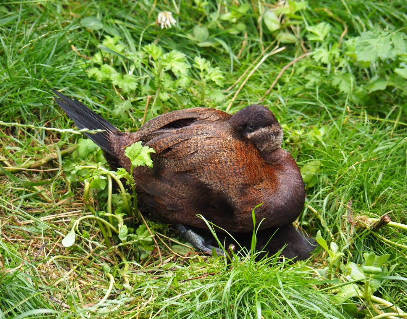Female white-headed duck (Oxyura leucocephala), 2019-07-21