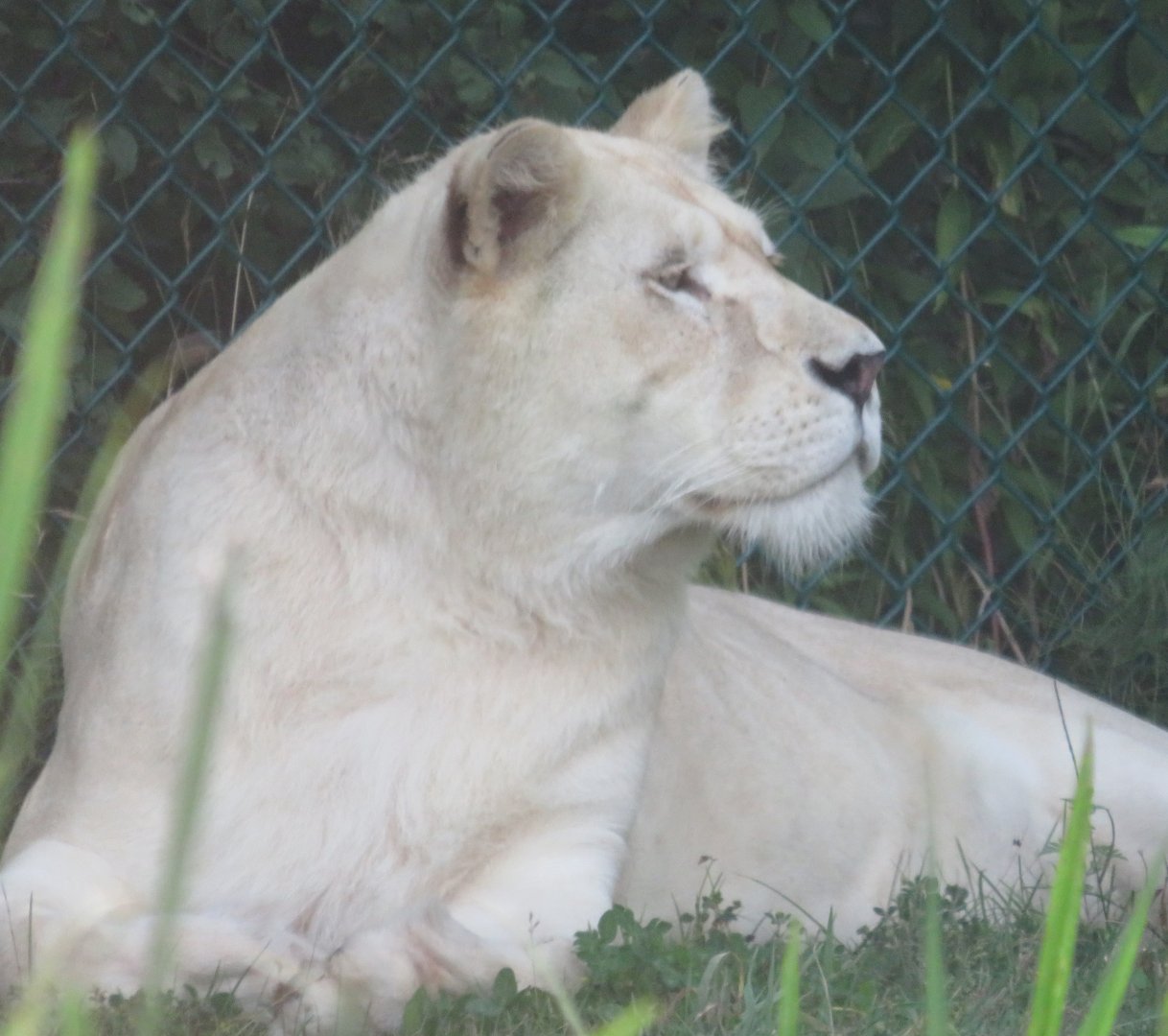 Female white lion