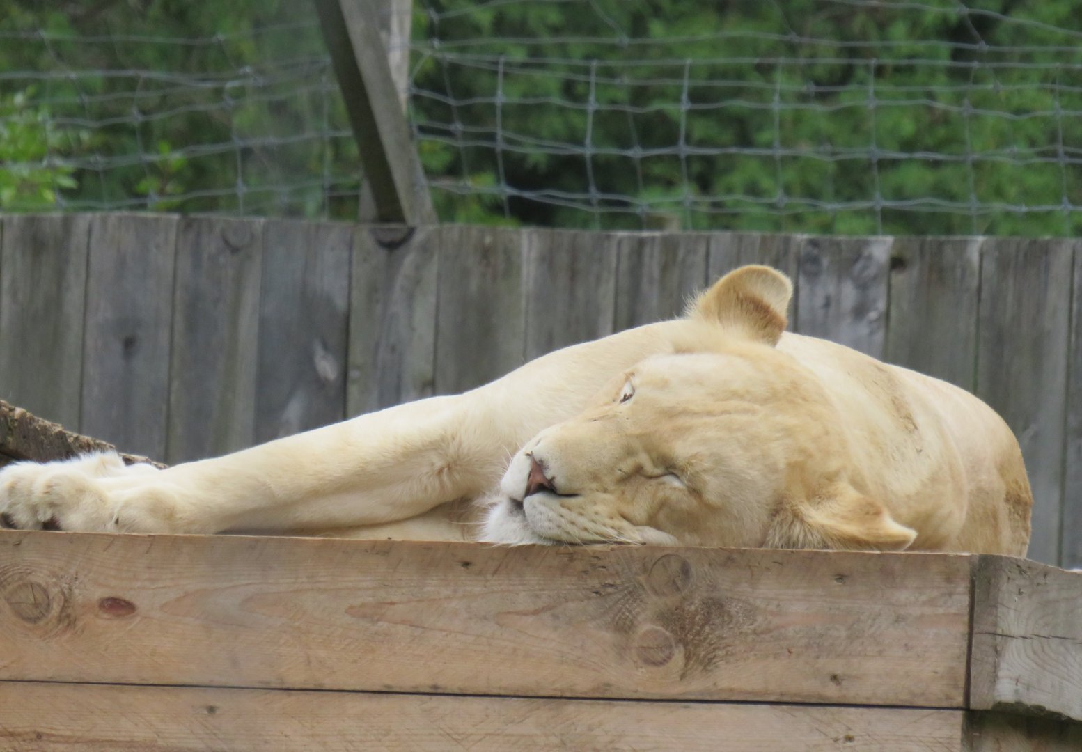 Female white lion