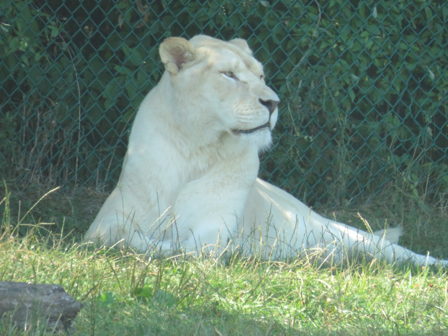Female white lion