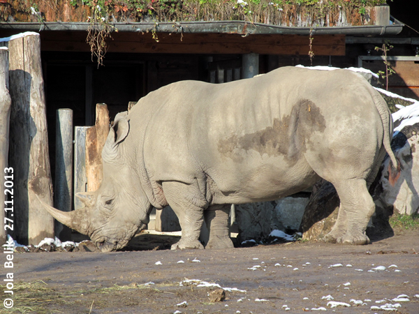 Female white rhino at Zoo Hellbrunn Salzburg