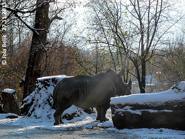 Female white rhino at Zoo Hellbrunn Salzburg