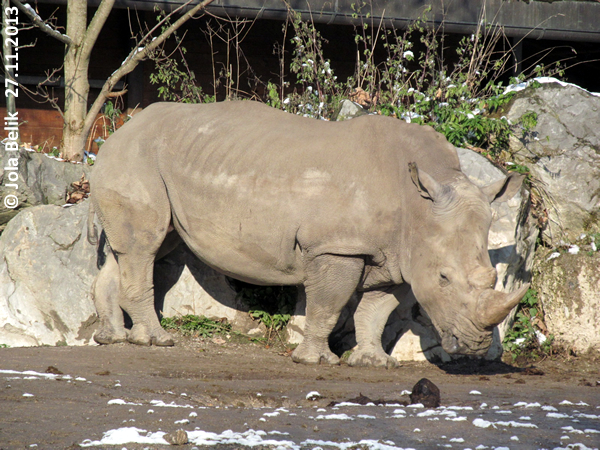 Female white rhino at Zoo Hellbrunn Salzburg