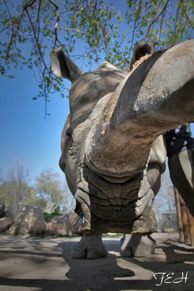 female white rhino - March 3, 2012