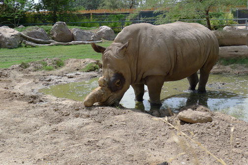 female white rhino