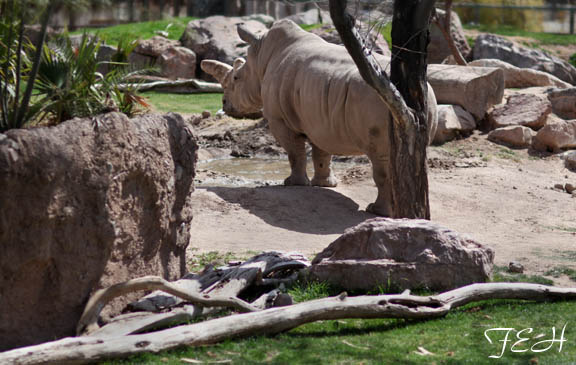 female white rhino