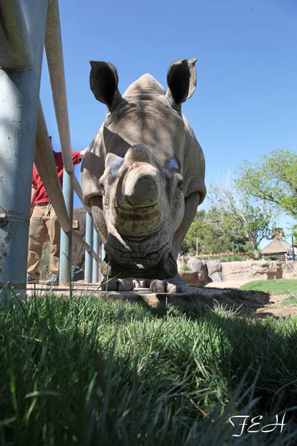 female white rhino