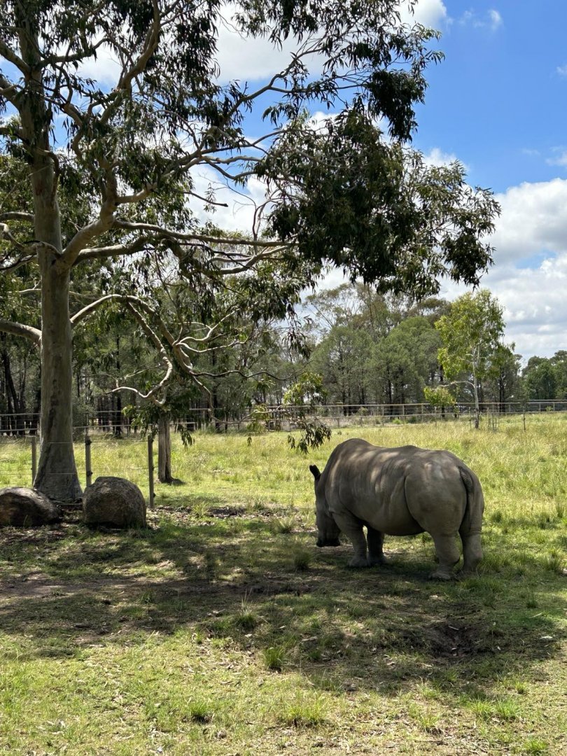 Female white rhino