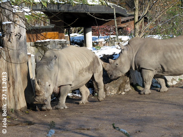 Female white rhinos at Zoo Hellbrunn Salzburg