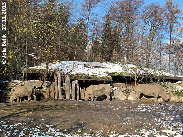 Female white rhinos at Zoo Hellbrunn Salzburg