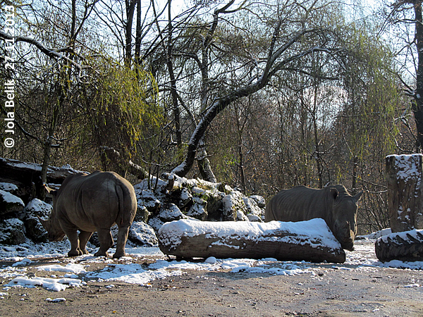 Female white rhinos at Zoo Hellbrunn Salzburg