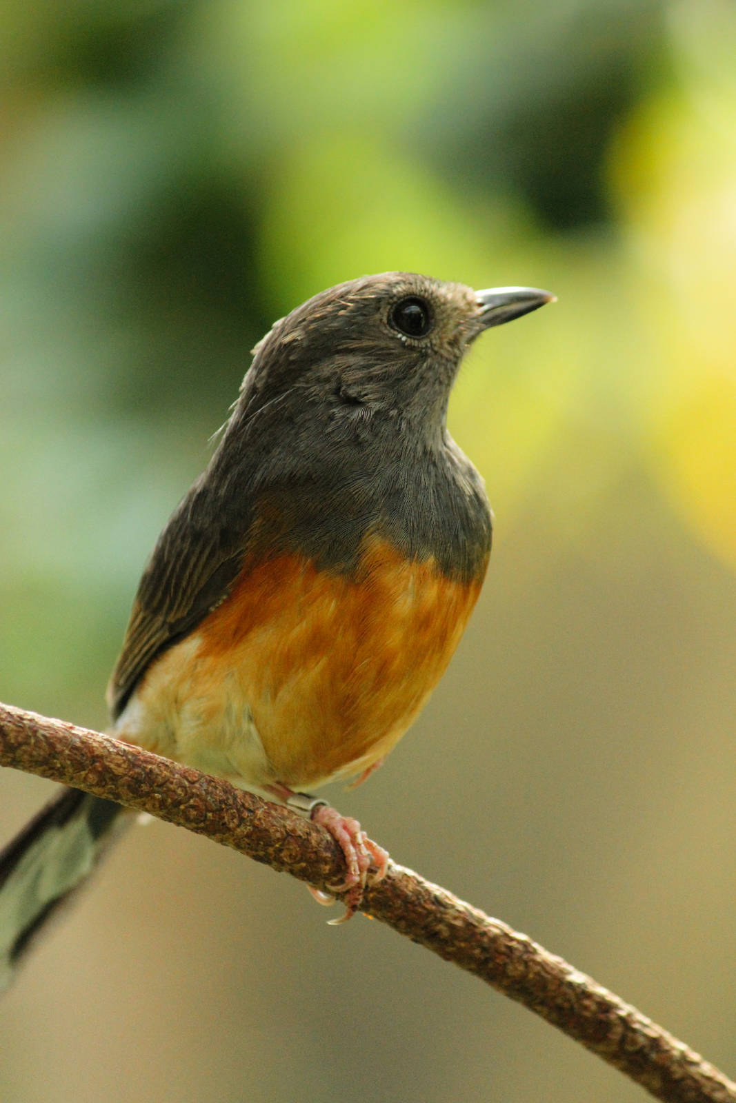 Female White Rumped Shama 24/07/2013
