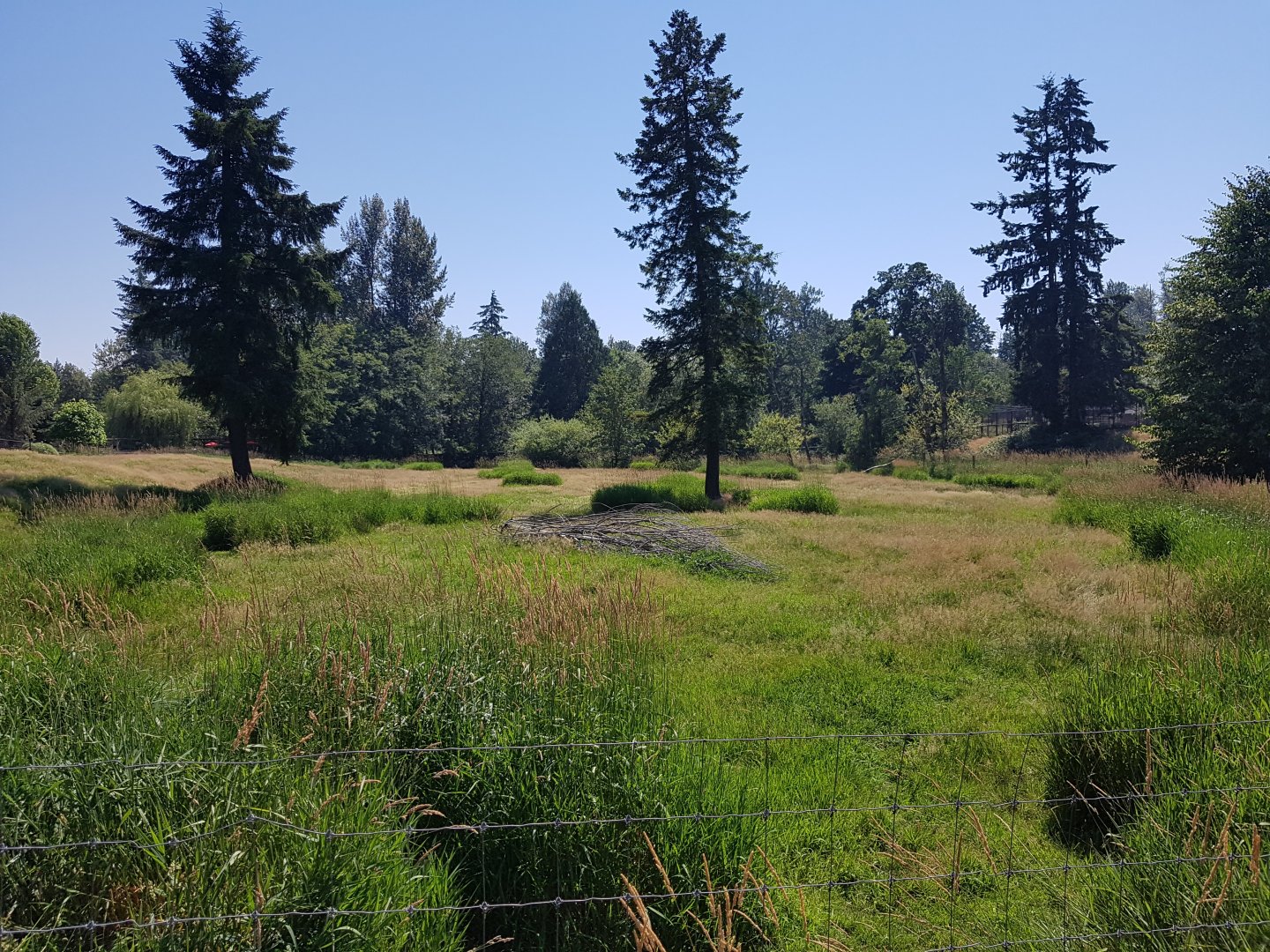 Female White-Tailed Deer Exhibit