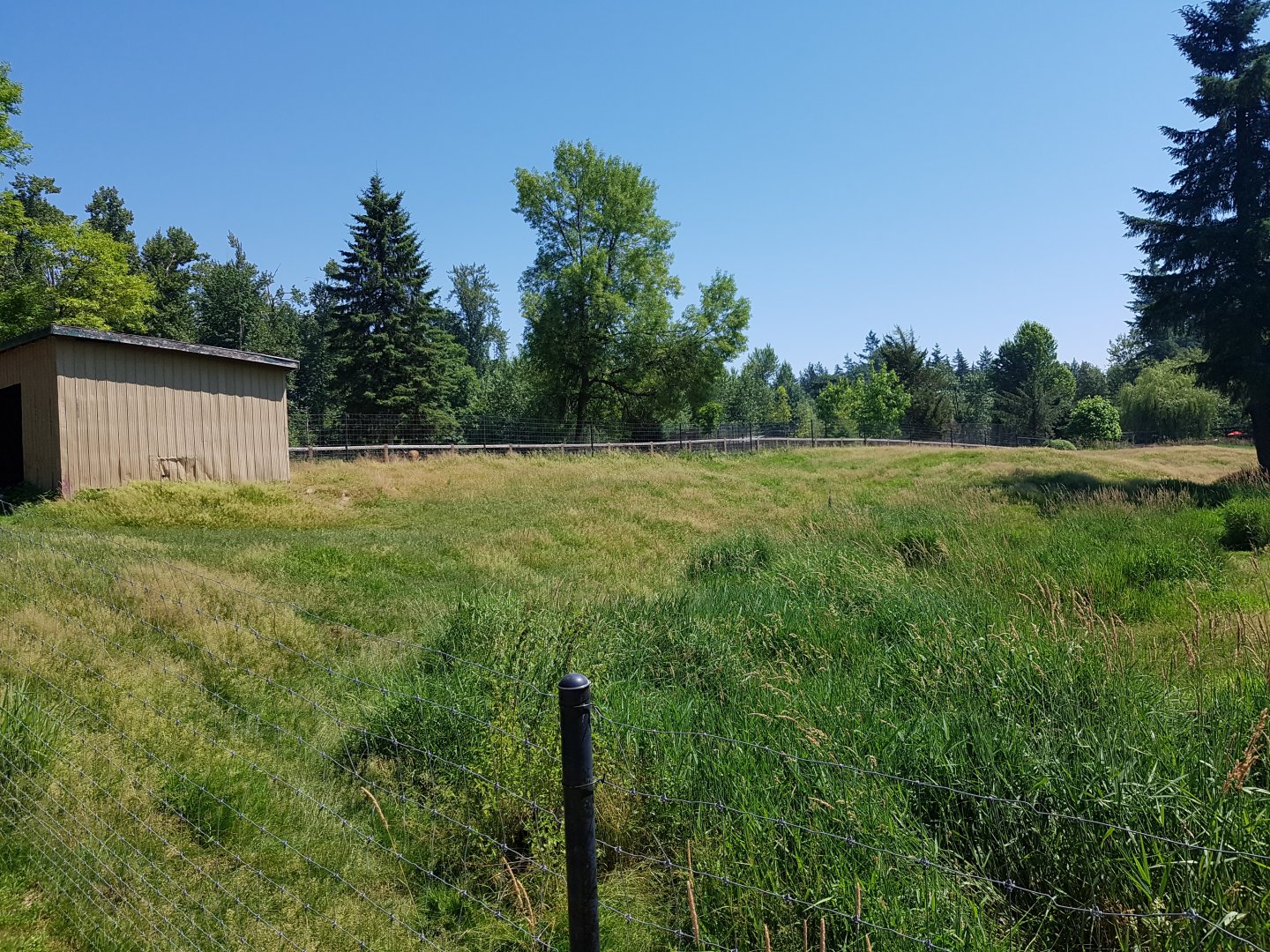 Female White-Tailed Deer Exhibit