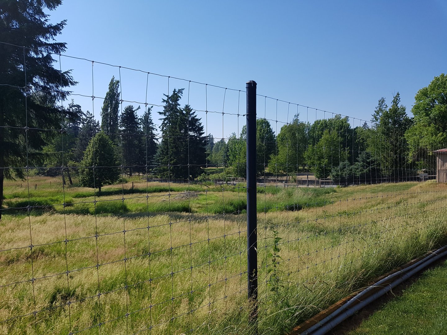 Female White-Tailed Deer Exhibit