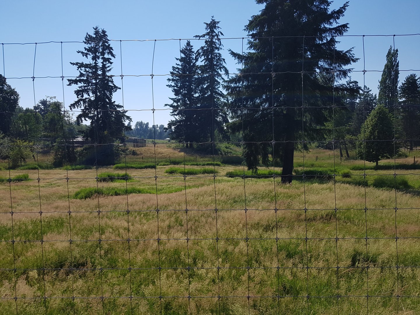 Female White-Tailed Deer Exhibit