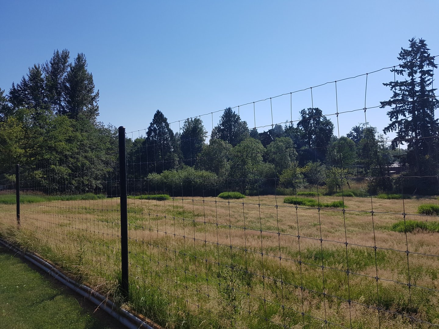 Female White-Tailed Deer Exhibit