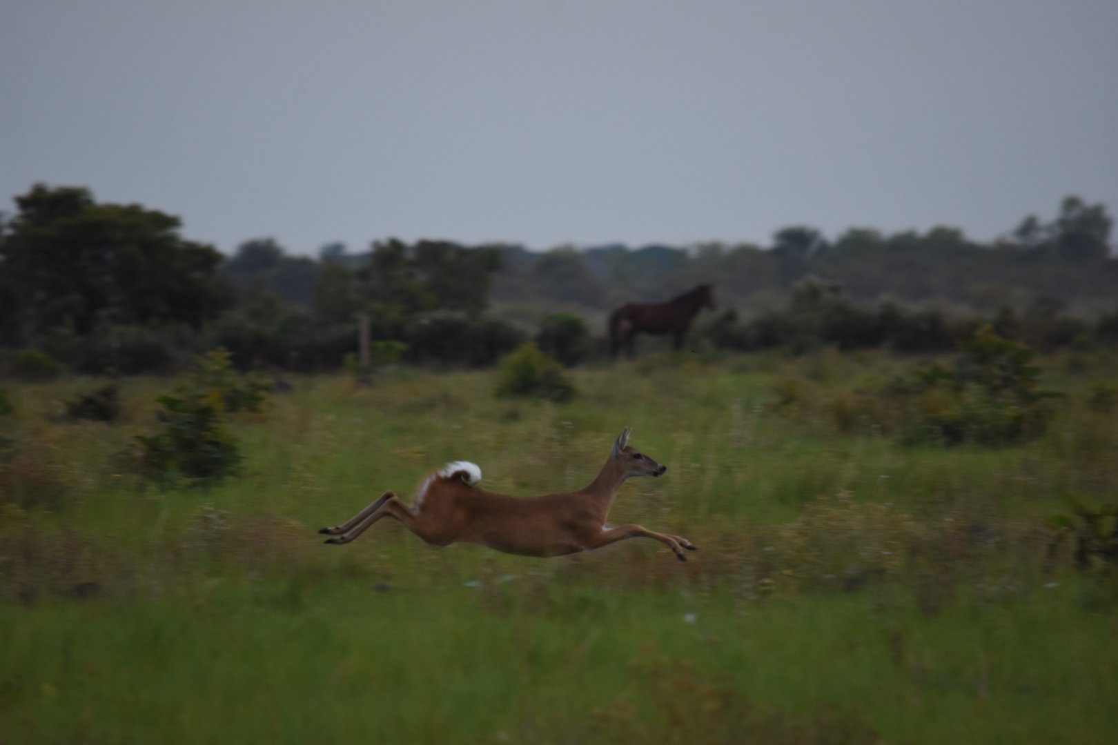 Female white-tailed deer (Odocoileus virginianus)